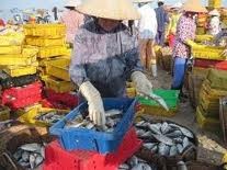 Spring arrives at a fishing village - ảnh 1